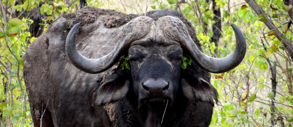 Image result for cape buffalo head